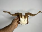 پیشانی جمجمه و شاخ بز اهلی Goat-model-4 - Image 3