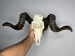 جمجمه و شاخ قوچ اهلی Ovis-model-47 - Image 3