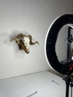 جمجمه و شاخ قوچ اهلی Ovis-model-48 - Image 3