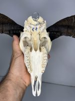 جمجمه و شاخ قوچ اهلی Ovis-model-44 - Image 3
