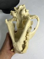 جمجمه ببر بنگال - Tiger-model-1 - Image 23