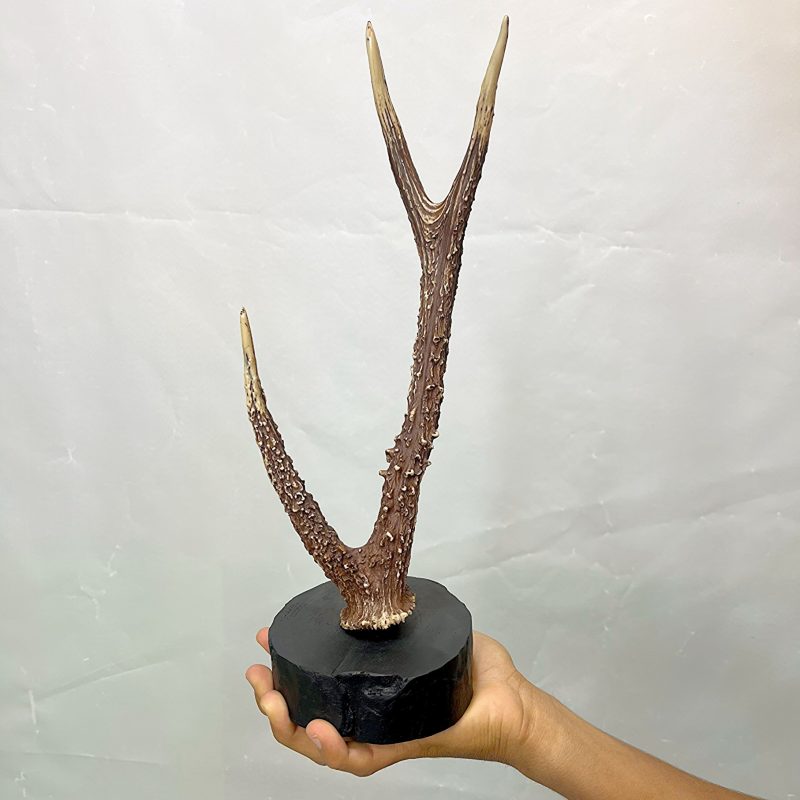 استند شاخ گوزن