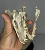 جمجمه کروکودیل کایمن  - Caiman-model-1 - Image 21
