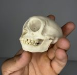 جمجمه میمون رزوس  - Macaca-model-1 - Image 7
