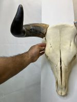 جمجمه و شاخ واقعی گاو