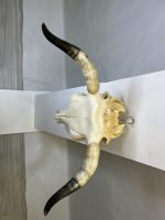 جمجمه و شاخ واقعی گاو