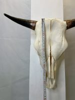 جمجمه و شاخ طبیعی گاو مدل 30- cow-model--30 - Image 8