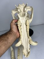 جمجمه گراز وحشی - Wild boar-model-1 - Image 7