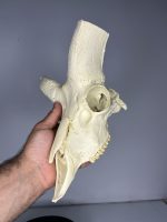 جمجمه تنها قوچ اوریال - Urial-model-2 - Image 4