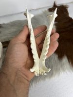 جمجمه طبیعی سگ اهلی model-1 - Image 3