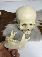 جمجمه انسان مدل دو قسمتی رنگ سفید استخوانی skull-human-model-1 - Image 4