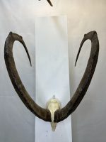 جمجمه و شاخ کل وحشی پازن  pazan-model-130 - Image 7