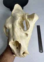جمجمه شیر نر آفریقایی - Lion-model-1 - Image 7