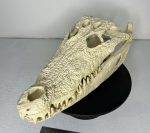جمجمه کروکودیل پوزه کوتاه- گاندو - Crocodile-model-1 - Image 5