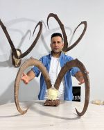 جمجمه و شاخ کل وحشی پازن  pazan-model-130 - Image 6