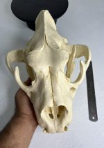 جمجمه شیر نر آفریقایی - Lion-model-1 - Image 2