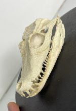 جمجمه کروکودیل کایمن  - Caiman-model-1 - Image 6