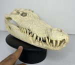 جمجمه کروکودیل پوزه کوتاه- گاندو - Crocodile-model-1 - Image 7