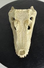 جمجمه کروکودیل کایمن  - Caiman-model-1 - Image 7