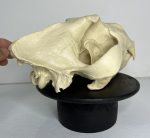 جمجمه شیر نر آفریقایی - Lion-model-1 - Image 12