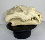 جمجمه شیر نر آفریقایی - Lion-model-1 - Image 6