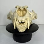 جمجمه شیر نر آفریقایی - Lion-model-1 - Image 4