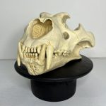 جمجمه شیر نر آفریقایی - Lion-model-1 - Image 3