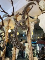 جمجمه و شاخ پازن ایبکس سیبری
