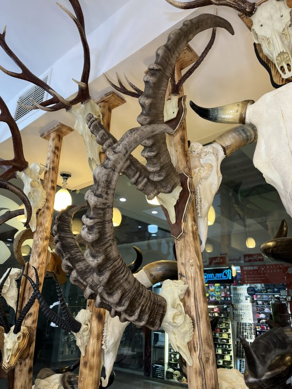 جمجمه و شاخ پازن ایبکس سیبری