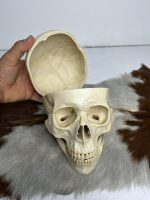جمجمه انسان مدل پیشانی باز (سه قسمتی) رنگ سفید طبیعی  skull-human-model-2 - Image 9