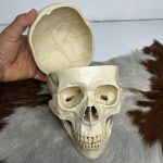 جمجمه انسان مدل پیشانی باز (سه قسمتی) رنگ سفید طبیعی  skull-human-model-2