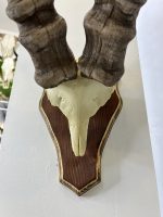 جمجمه و شاخ پازن ایبکس سیبری