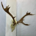 جمجمه و شاخ گوزن زرد ایرانی Persian-falliow-deer-model-1 - Image 7