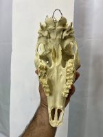 جمجمه تنها گوزن زرد