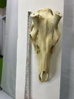 جمجمه تنها گوزن مرال  – maral-model-2 - Image 5