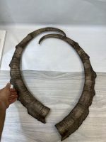 جفت شاخ بدون جمجمه کل وحشی پازن  pazan-model-120 - Image 7
