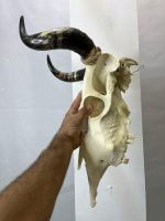 جمجمه طبیعی گاو