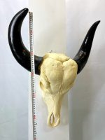 جمجمه و شاخ طبیعی گاو مدل 203- cow-model-203 - Image 4