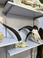 جمجمه و شاخ قوچ طبیعی چهار شاخ - Image 4