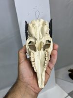 جمجمه و شاخ آهو تامسون آفریقایی مدل شاخ مشکی - Gazella-model-2 - Image 5