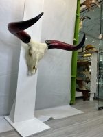جمجمه و شاخ گاو هندی