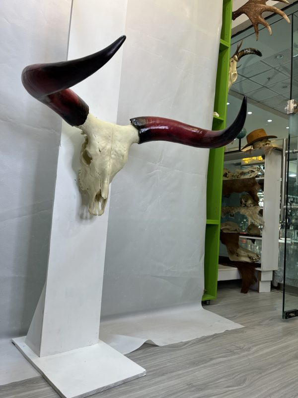جمجمه و شاخ گاو هندی