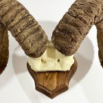 شاخ و جمجمه قوچ آرگالی تاجیکستان-argali-model-1 - Image 4