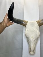 جمجمه و شاخ طبیعی گاو هندی