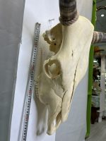 جمجمه و شاخ گاو