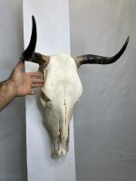 جمجمه و شاخ گاو