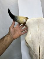جمجمه و شاخ گاو