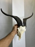 جمجمه و شاخ کل