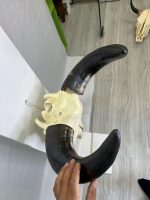 جمجمه و شاخ طبیعی گاو