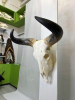 جمجمه و شاخ طبیعی گاو